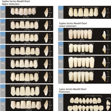 Dientes artificiales y material.