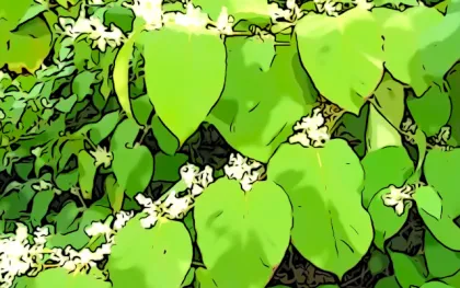 trans resveratrol 98% knotweed extract trans resveratrol