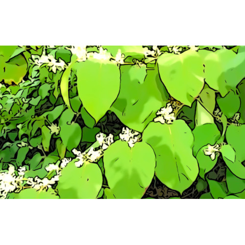 trans resveratrol 98% knotweed extract trans resveratrol