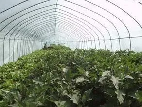 greenhouse film/greenhouse film/ agriculture greenhouse 3 layer film/different specification/function film