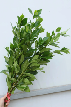 Gardenia Leaves Glossy Green Leaves