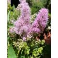 قطع طازجة من Sorbaria Sorbifolia باللون الوردي لتزيين الزفاف