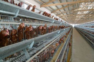 Wire mesh bird cage  