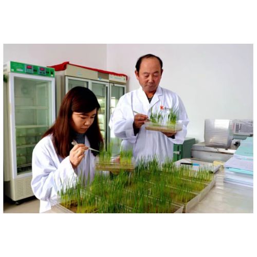 ABS Injection molding box Seed germination/sprouting box