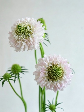 Bệnh Scabiosa màu hồng nhạt cao cấp Tuổi thọ cao cho người bán hoa