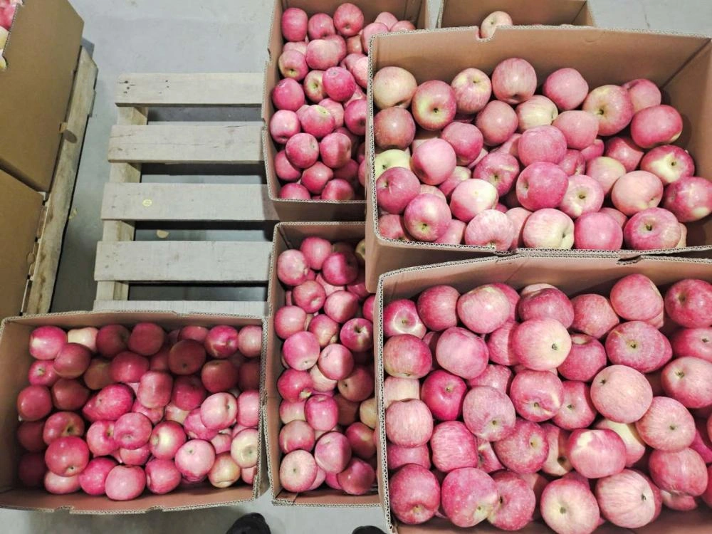 Fresh Chinese Red Gala Apples - China Fresh Paper Bagged FUJI