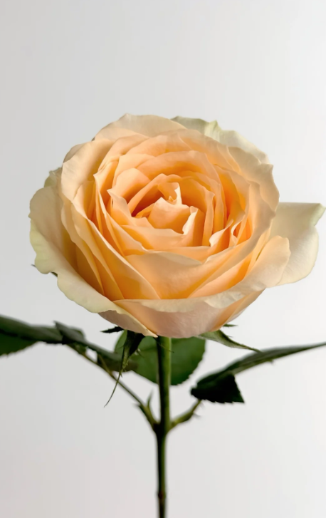 Champagne Rose