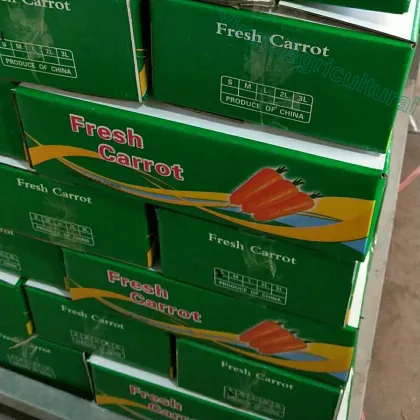 Good Harvest of Fresh Carrot