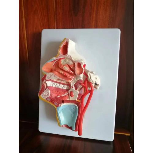 Simulation Table Nasal Cavity, Oral Cavity, Throat, Pharynx Manufactory