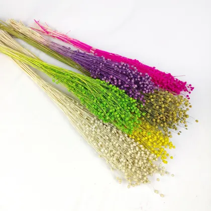Dried Flowers and Botanicals: Acacia Beans, Hypericum Berries, and Natural Flax Bunch