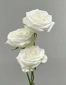 High Quality Proud White Roses for Wholesale