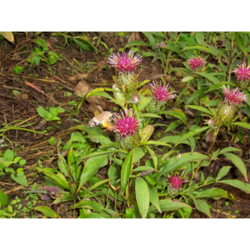 High Quality Organic Radix Paeoniae Alba Extract