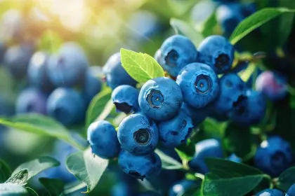 Best selling Blueberry Extract (wild blueberry) Anthocyanins
