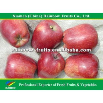 Fresh Red Huaniu Apple Red delicious apple fresh red apple