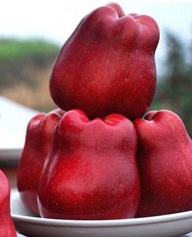 Pengedar borong Red Fuji Apple untuk dijual