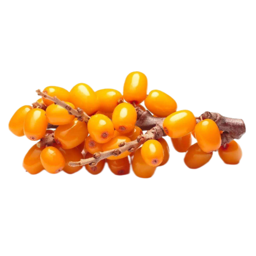 Sea Buckthorn Fruit Oil