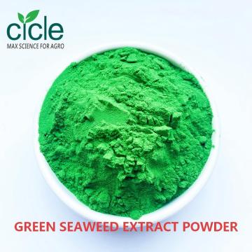 Organic Fertilizer Green Seaweed Extract Powder