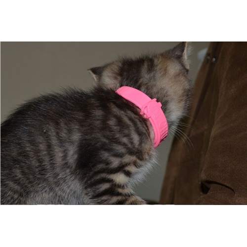 Collana per gatto per compagni di gatto per animali domestici in silicone anti-mosquito