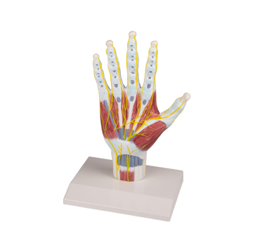 Life Size Hand Anatomy: Hand Interosseous Muscle Model - YA/H015B