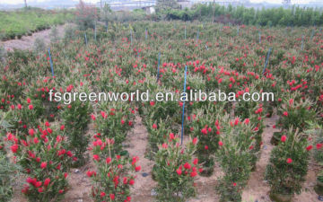 callistemon viminalis callistemon rigidus