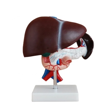 DARHMMY Medical Science Anatomical Model: Liver, Pancreas, and Duodenum