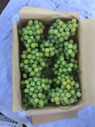 Hot Sell Fresh Sweet green grape wholesale sweet green fresh grapes