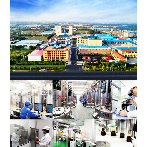 High Purity Inulin Best chicory extract inulin supplement for gut health Manufactory