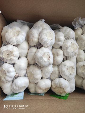 Small Packing Garlic 2020new Crop