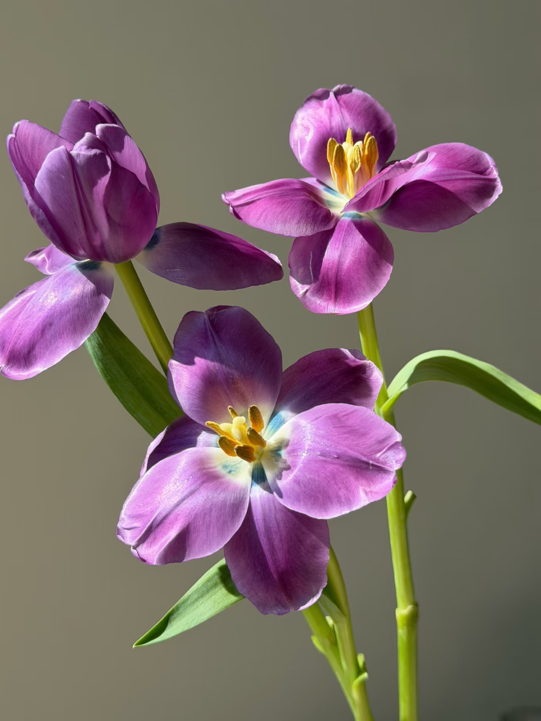 Fresh cut purple tulip3