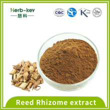 Antibacterial 10% polysaccharide 10:1 reed rhizome extract