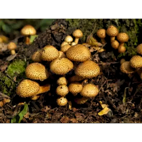 Armillariella Mellea Mushroom Extract