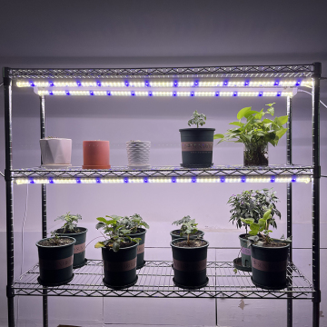 Kingbrite T8 LED coltivazione di luce con Samsung LM301H/LM281B 4000K per l'agricoltura verticale