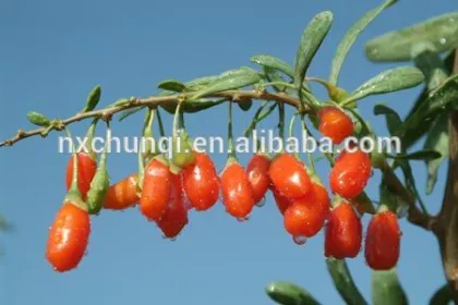 GOJI BERRY/GOJI BERRIES GOLDEN SUPPLIER