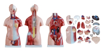 Unisex Torso Structure Model