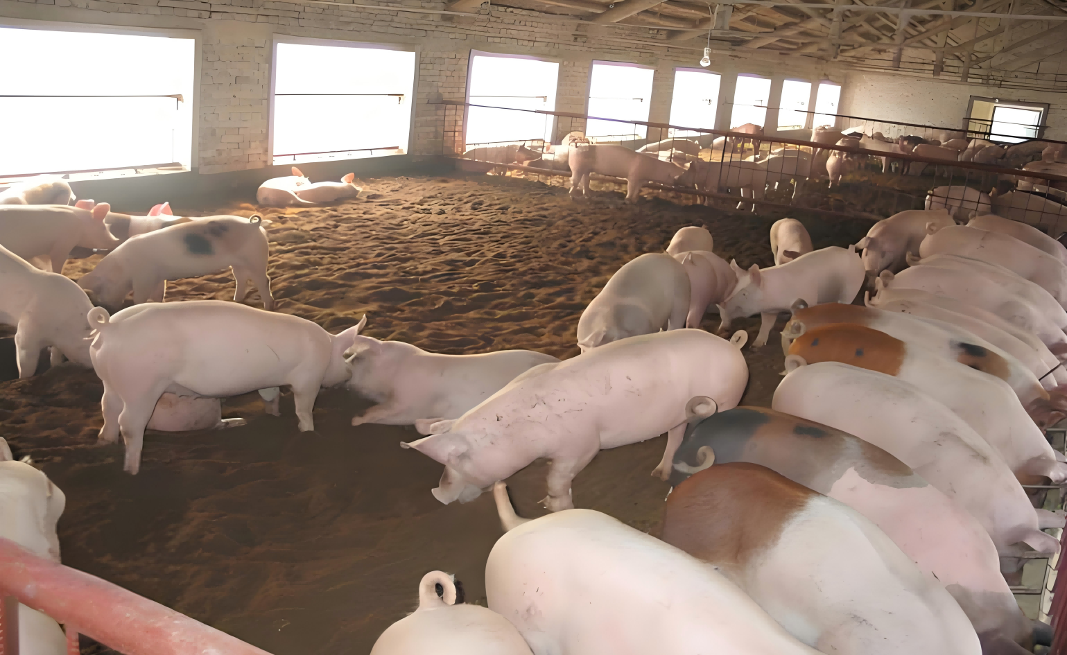 animal ultrasound machine for sale