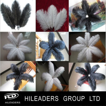 Various Kinds Ostrich Feather