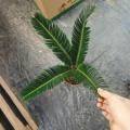 top sale Cycas revoluta 140#B