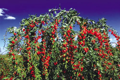 2018 NEW CERTIFIED CHINESE GOJI BERRY