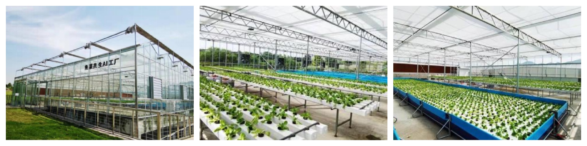 Chongqing Academy of Agricultural Sciences Greenhouse Project (Aquaponics)