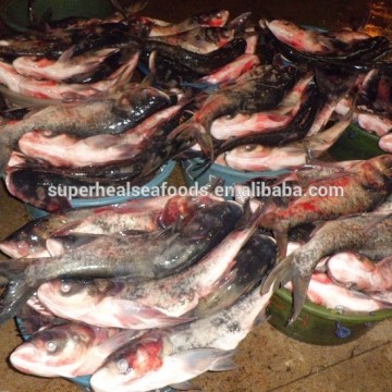 High Quality Frozen Silver Carp Whole Round For Consumption