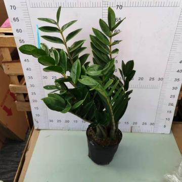 Zamioculcas Zamiifolia 180# โรงงาน