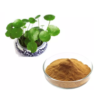 Organic Herbal Extract Centella Asiatica Extract