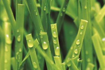 MT-Peace Multi-Purpose Synthetic Grass