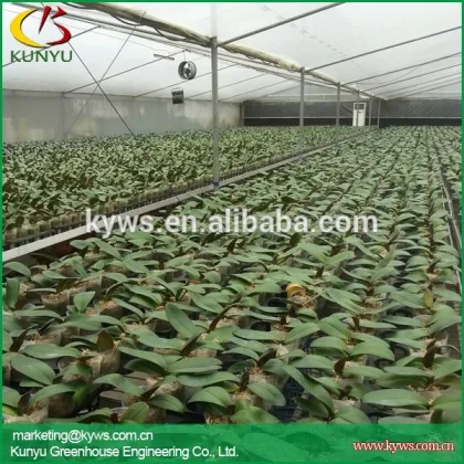 Wholesale orchid flowers Taiwan orchid seedling orchid supply