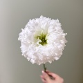 পাইকারি ডাবল Lisianthus সাদা তরঙ্গ প্রিমিয়াম কাট ফুল