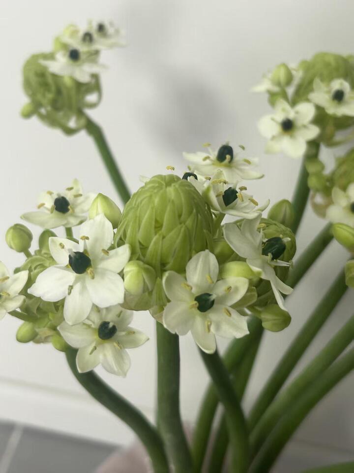 Wonder Flower