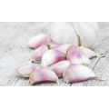 KNOBLAUCH FRISCHE NEUE SAISON