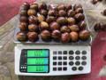2019 chestnut dimakan baru segar