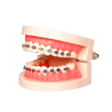 Natural Size Tooth Brush Demonstration Model with Metal Bracket