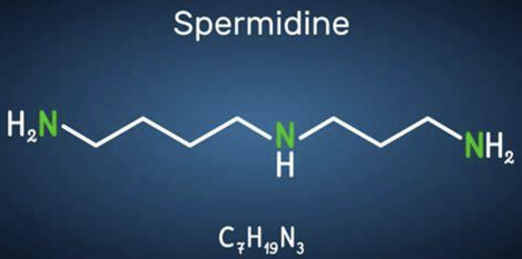 Spermidine Supplement Ingredient